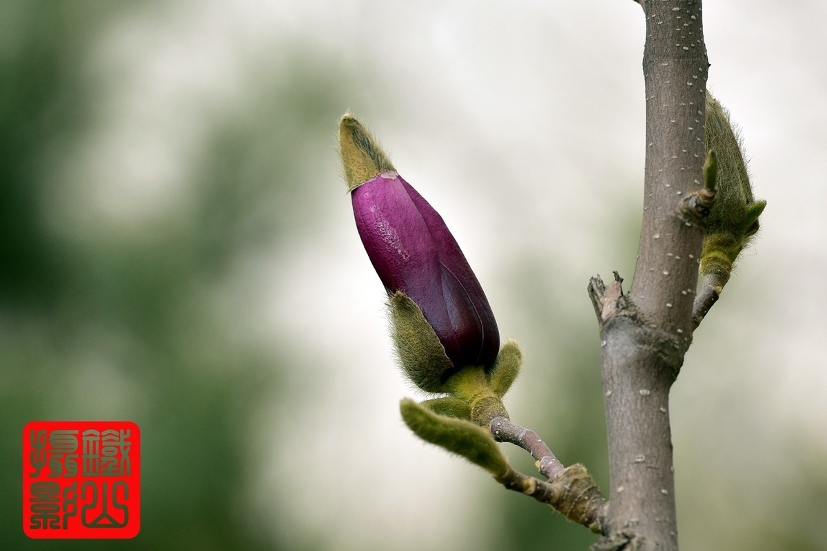 70-200mmf/2.8g老山休闲公园玉兰花