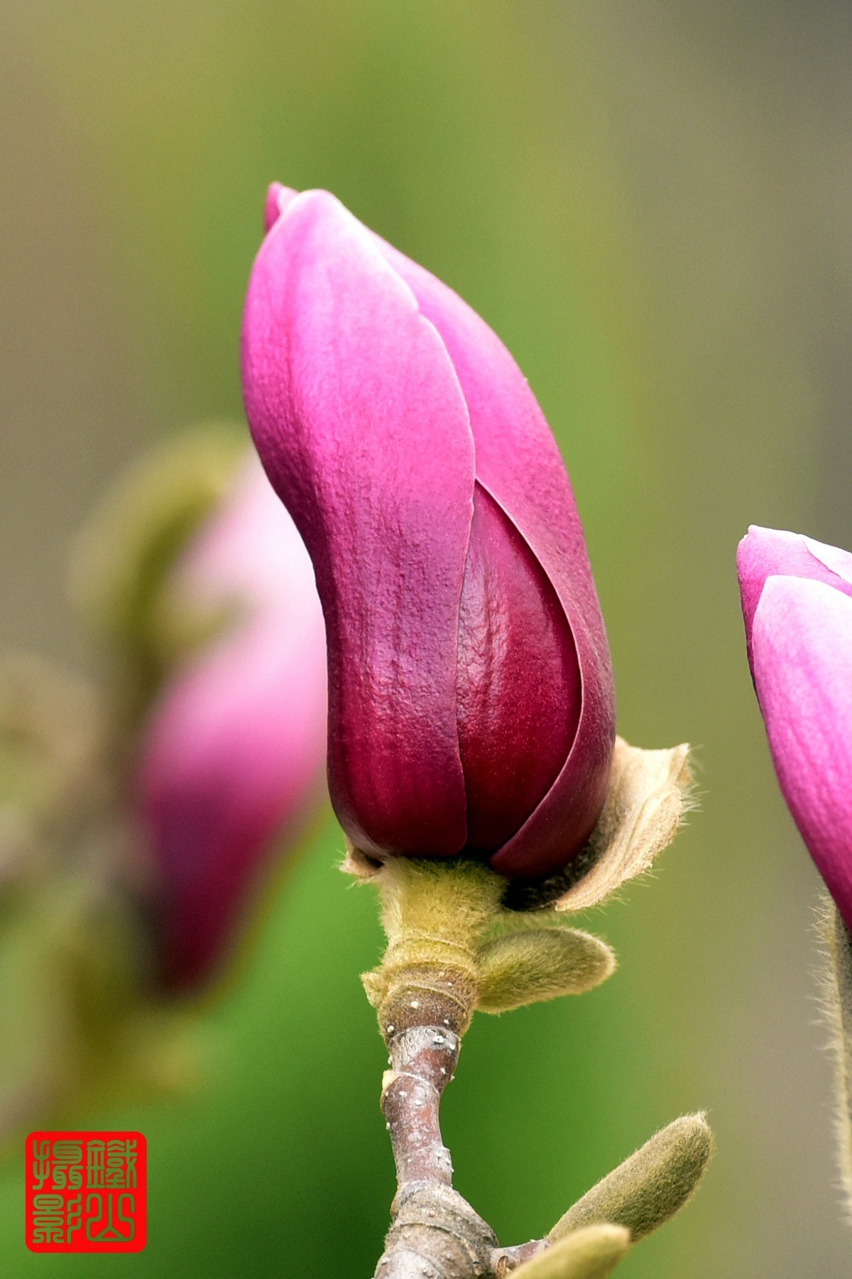70-200mmf/2.8g老山休闲公园玉兰花