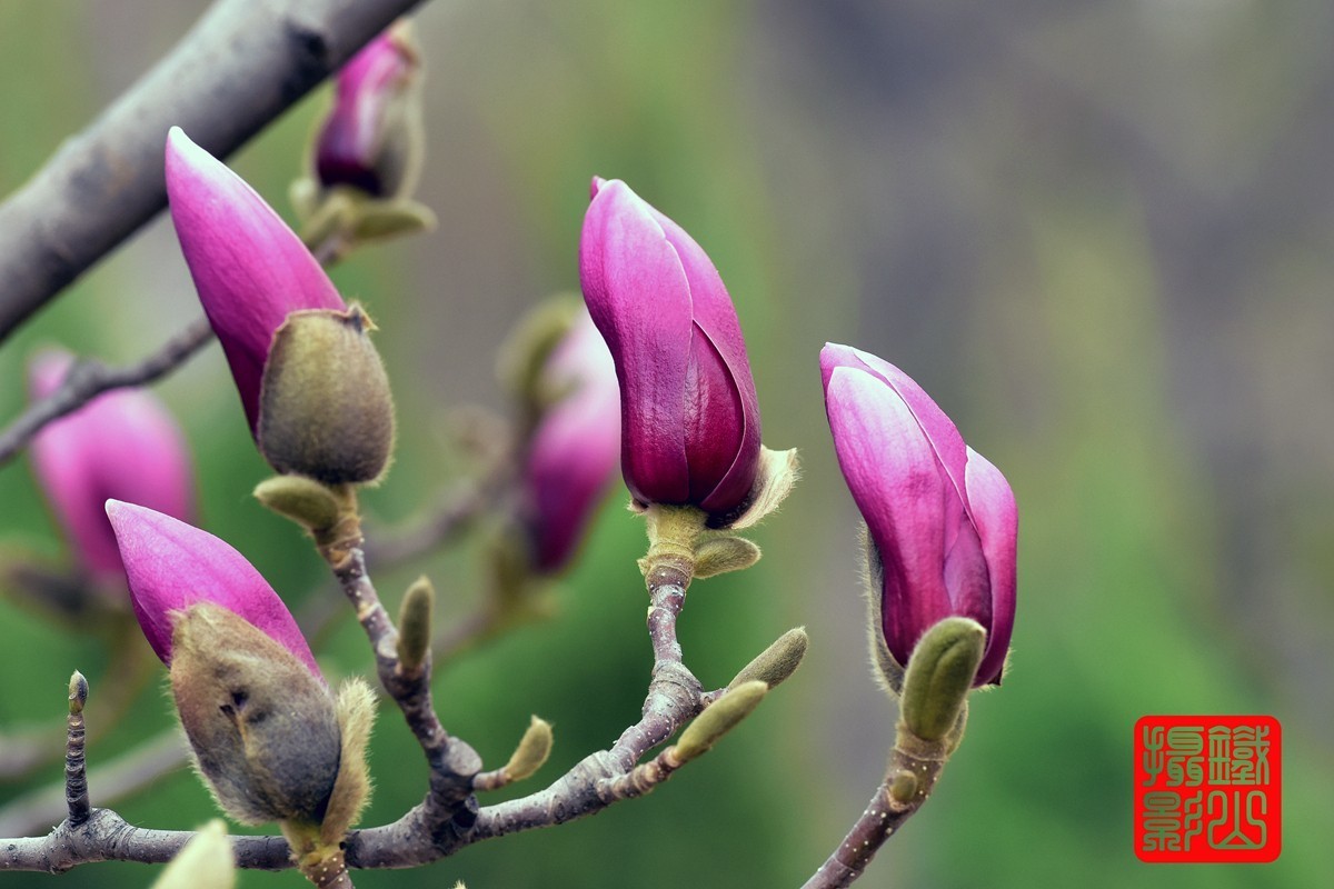 70-200mmf/2.8g老山休闲公园玉兰花