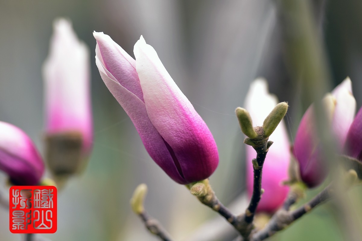 70-200mmf/2.8g老山休闲公园玉兰花