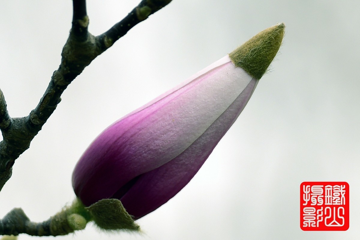 70-200mmf/2.8g老山休闲公园玉兰花