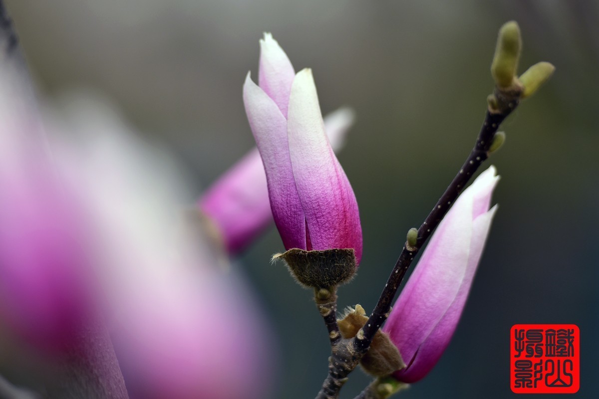 70-200mmf/2.8g老山休闲公园玉兰花