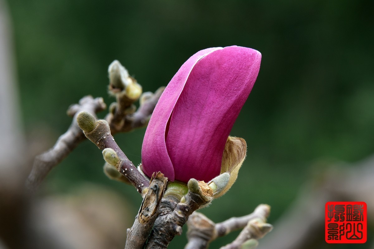 70-200mmf/2.8g老山休闲公园玉兰花