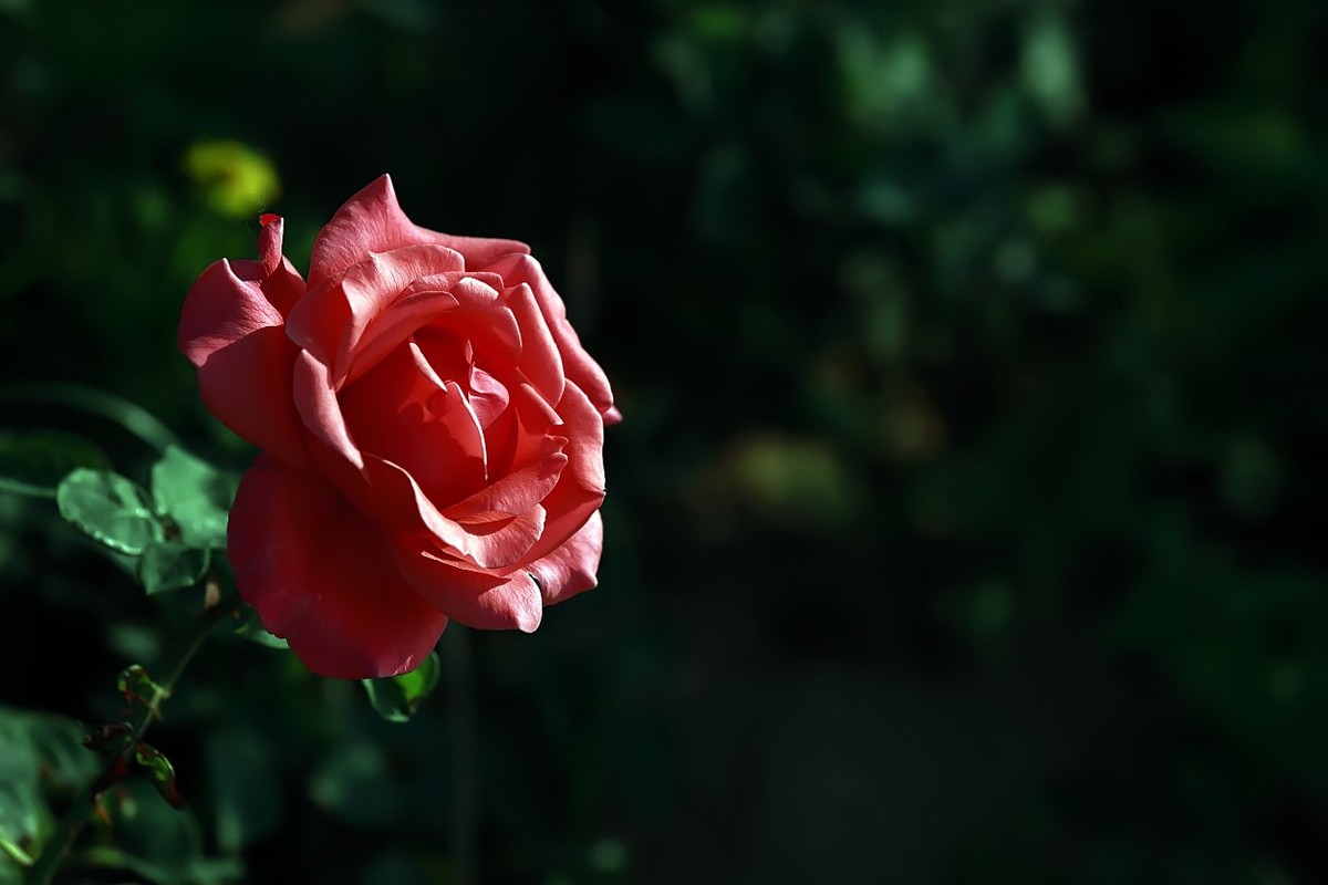 花开国博园(郑州)4……