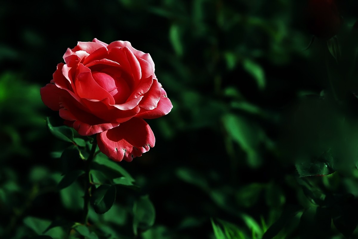 花开国博园(郑州)4……