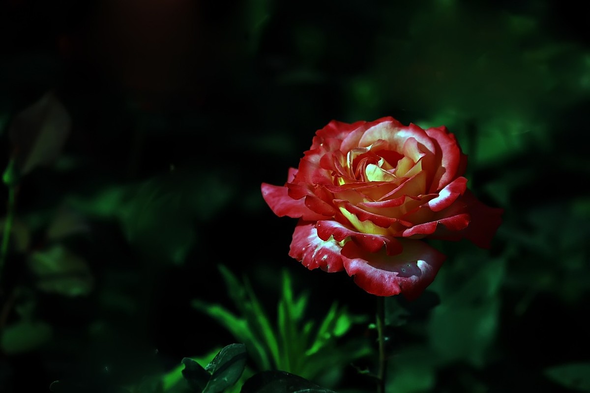 花开国博园(郑州)4……