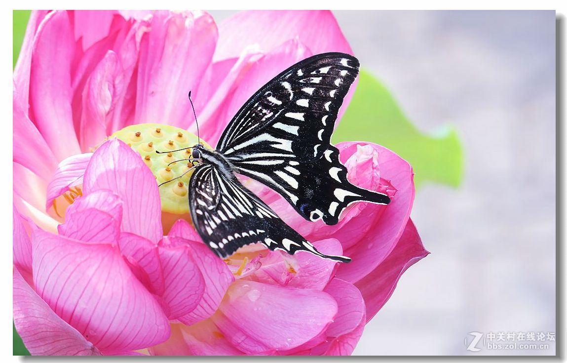 蝴蝶赏荷