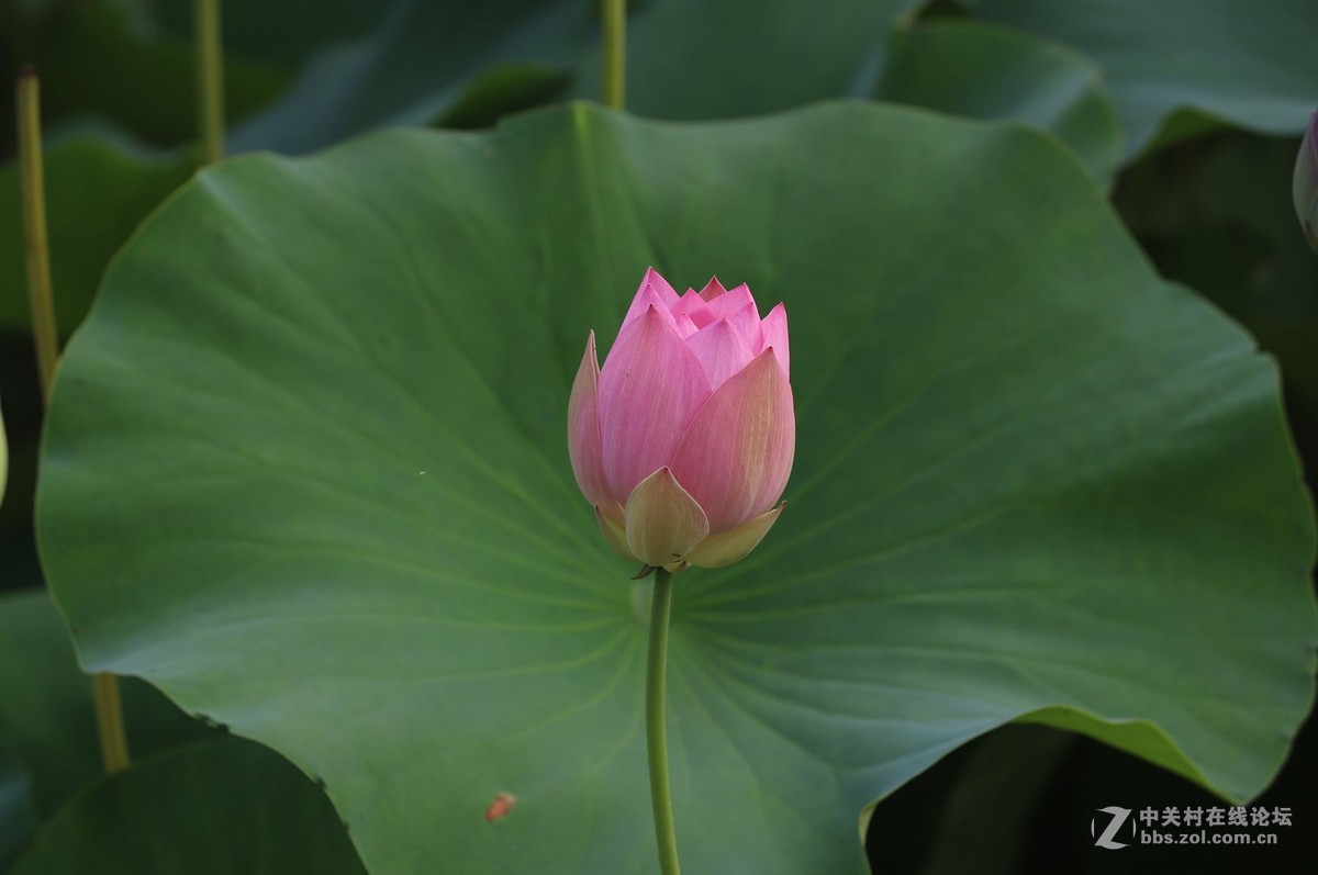 又到一年赏荷时