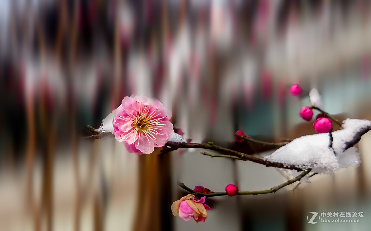 手机拍梅花傲雪怒放