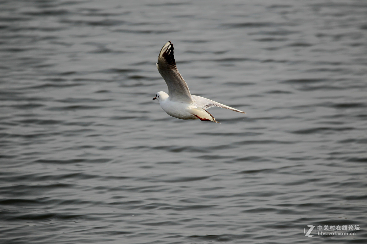 初试小马四之红嘴鸥