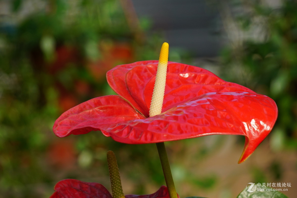 溫室裡的花卉紅掌