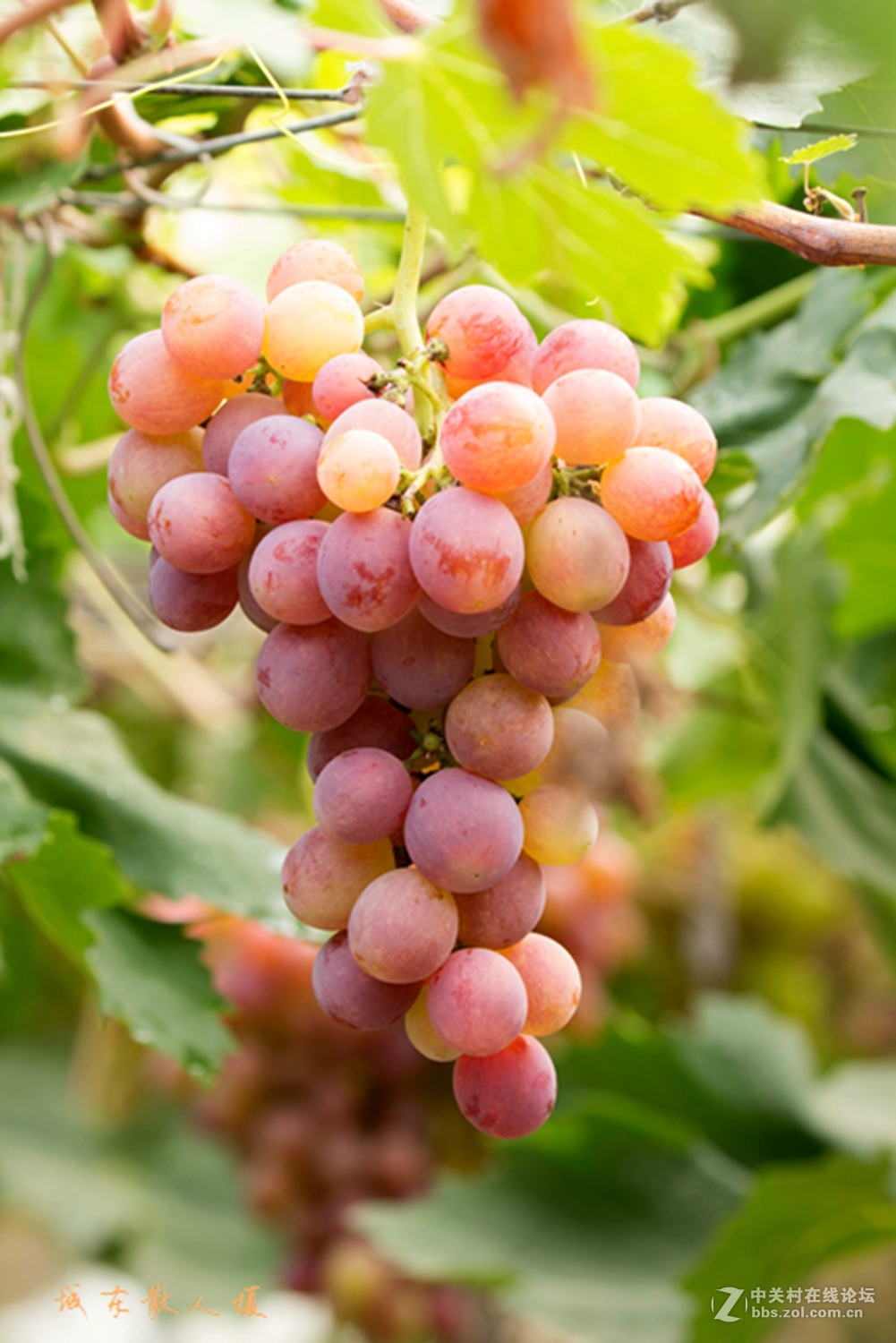 家乡水果葡萄