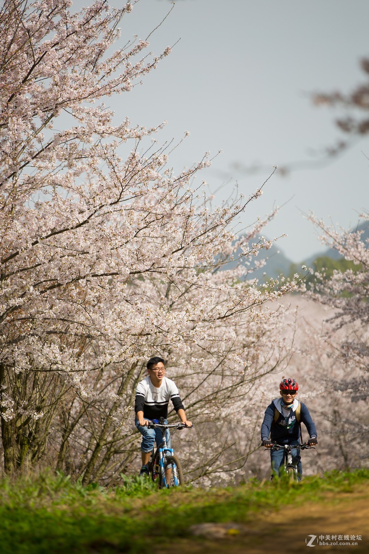 #佳能月赛-与佳能一起去踏青#---平坝万亩樱花林