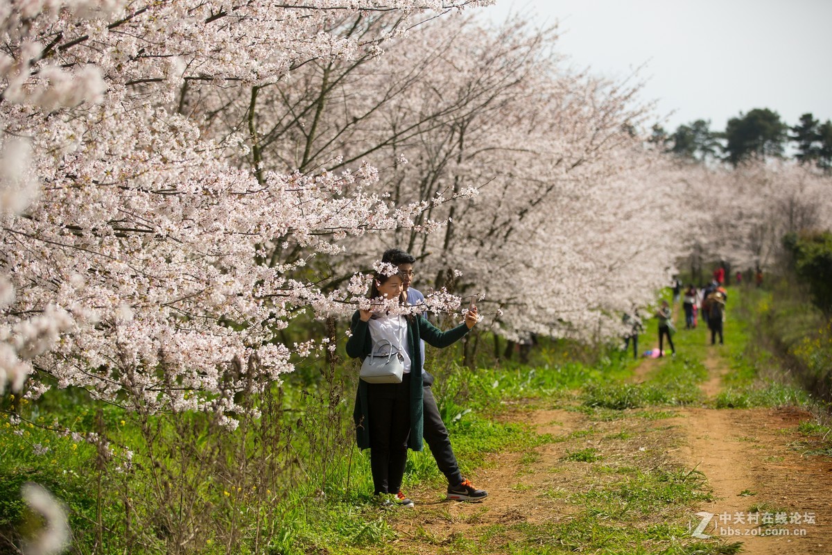#佳能月赛-与佳能一起去踏青#---平坝万亩樱花林
