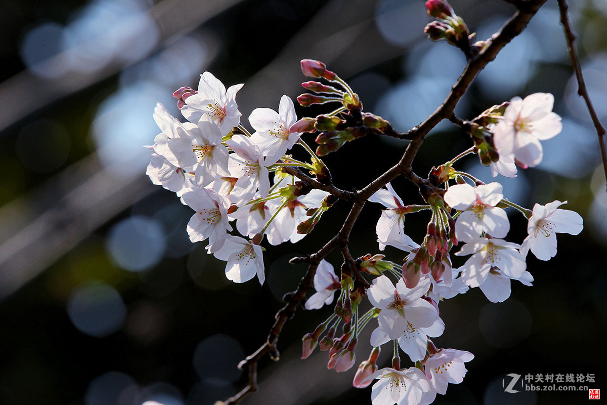 2017同济大学樱花秀