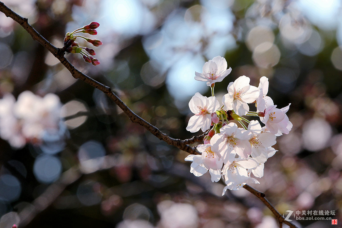 2017同济大学樱花秀