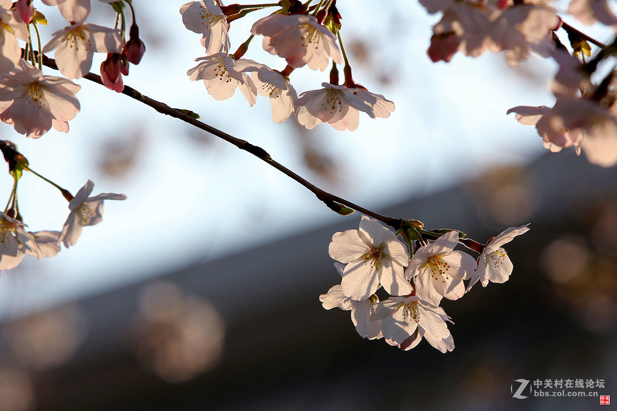 2017同济大学樱花秀