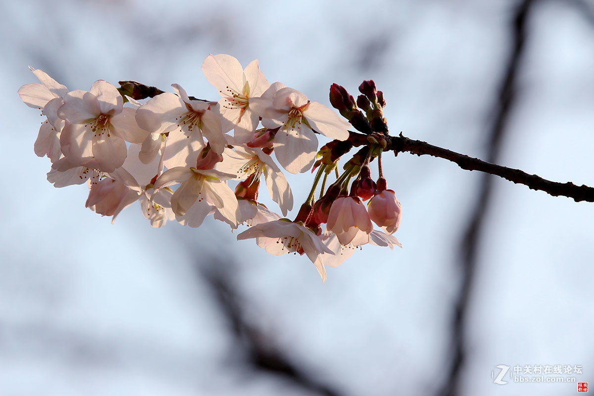 2017同济大学樱花秀