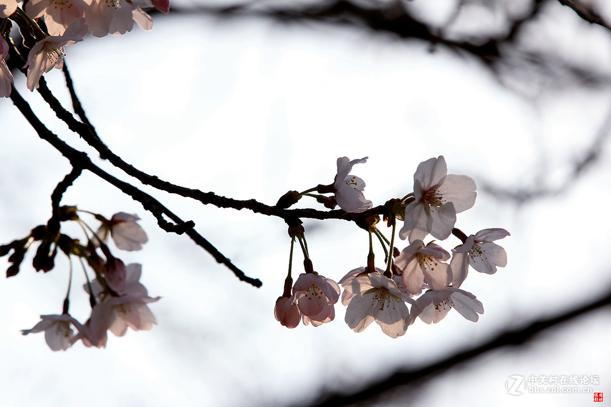 2017同济大学樱花秀
