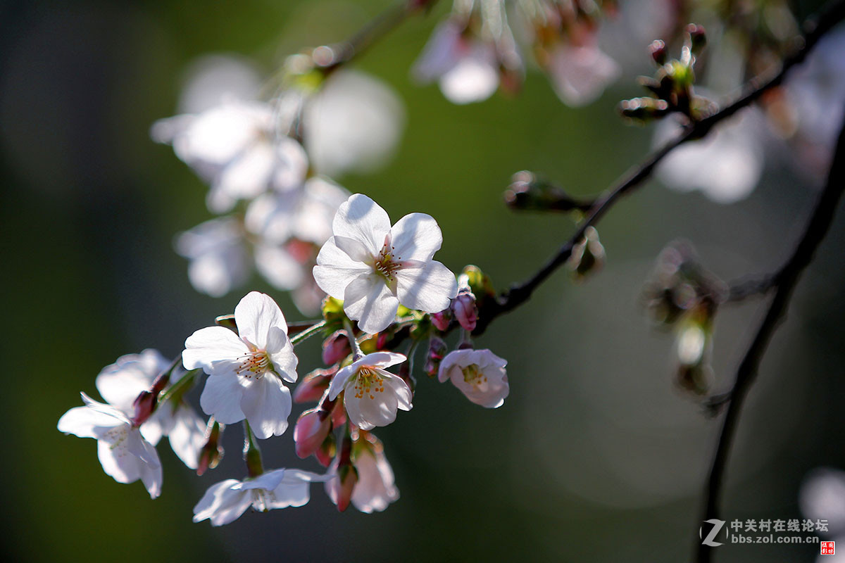 2017同济大学樱花秀