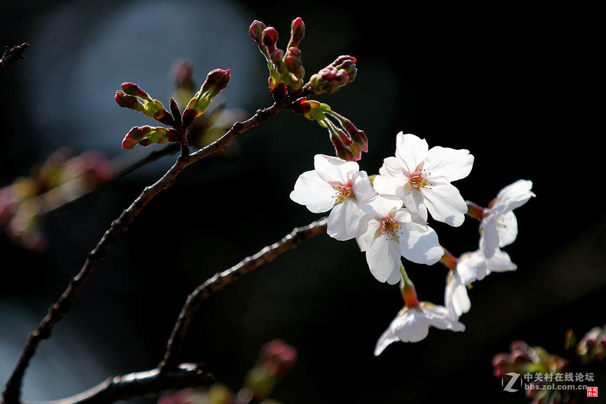 2017同济大学樱花秀