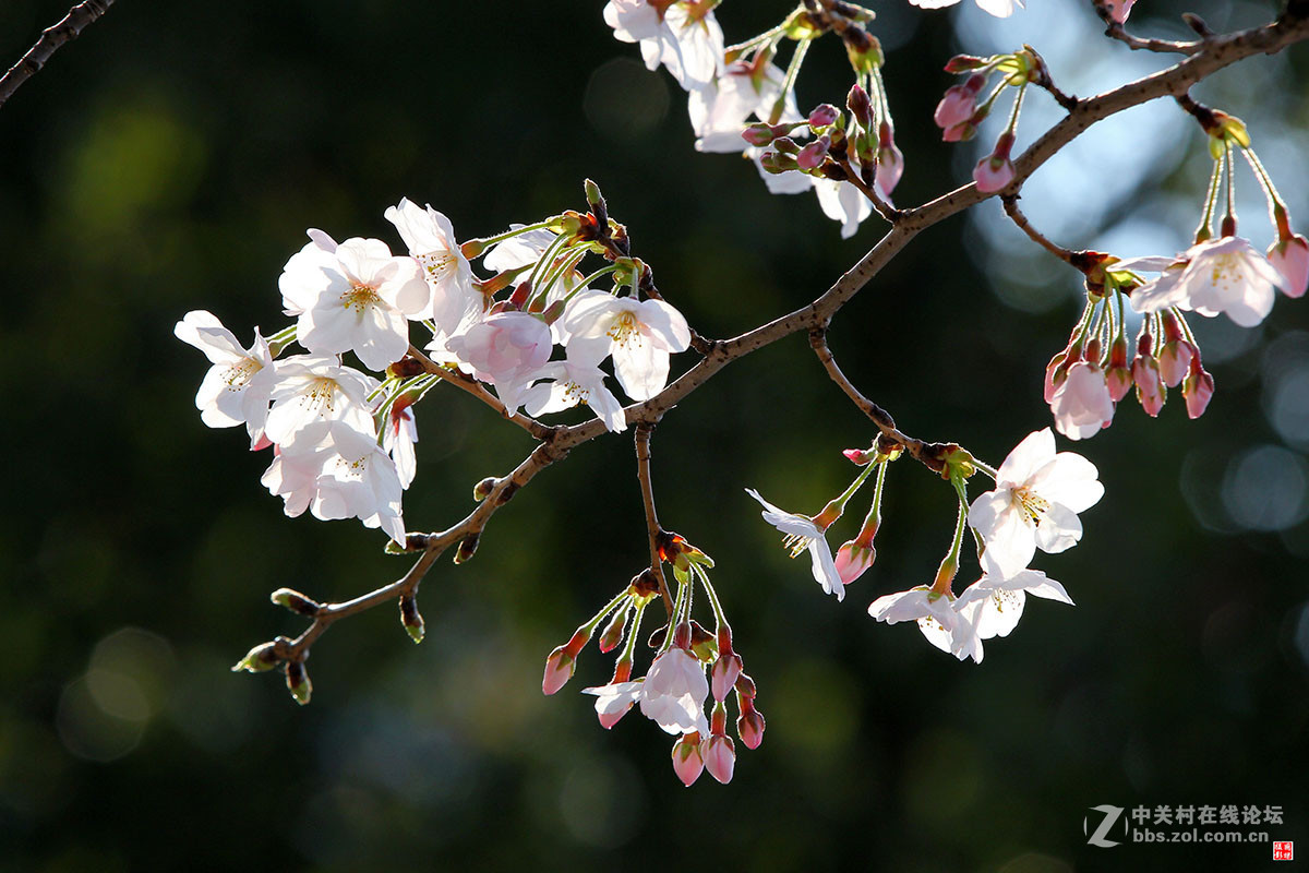 2017同济大学樱花秀