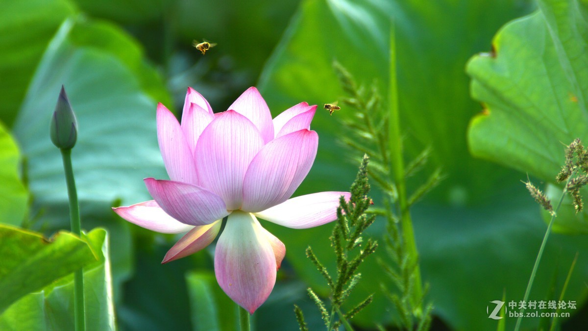大田里的荷花