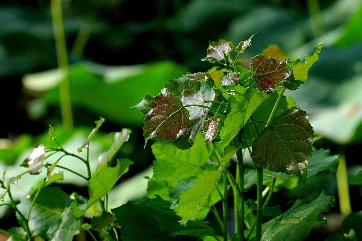 绿——让疲倦的心灵得到安宁与休息