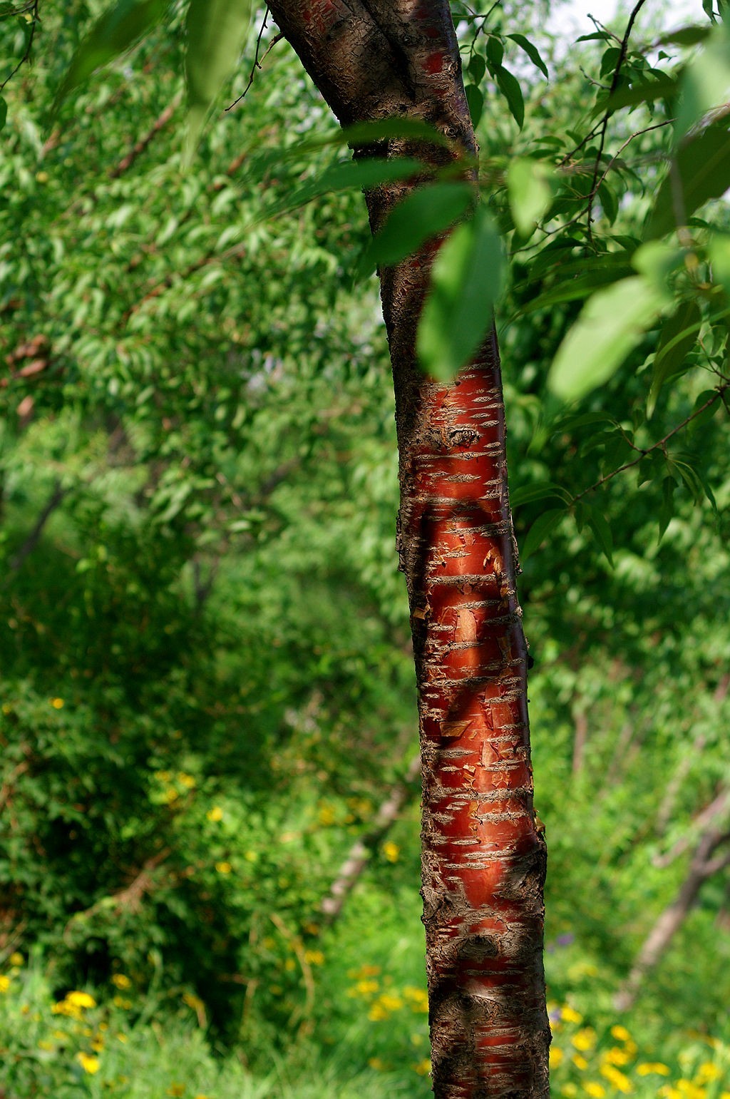 绿——让疲倦的心灵得到安宁与休息