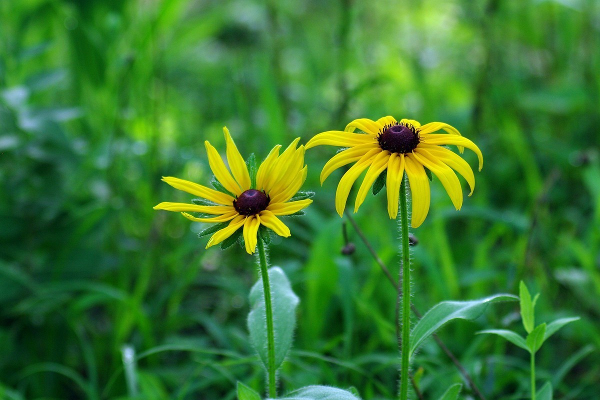 绿——让疲倦的心灵得到安宁与休息
