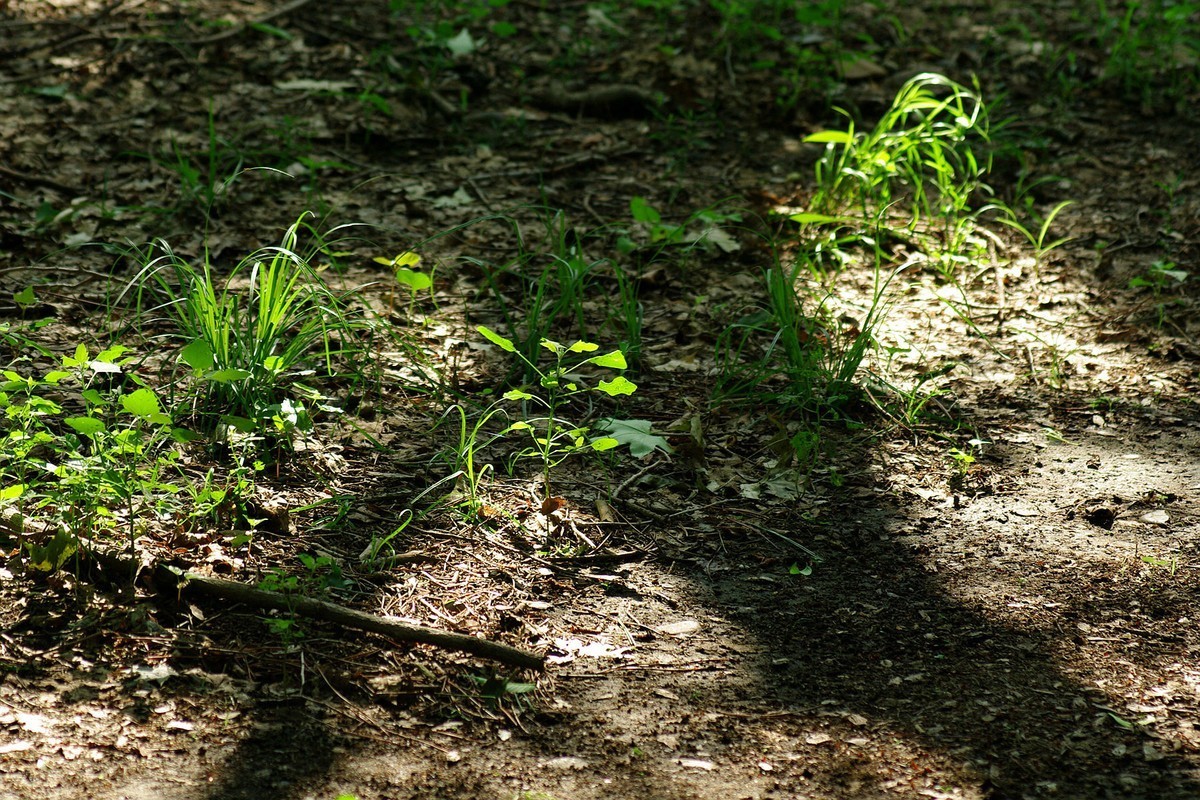 绿——让疲倦的心灵得到安宁与休息