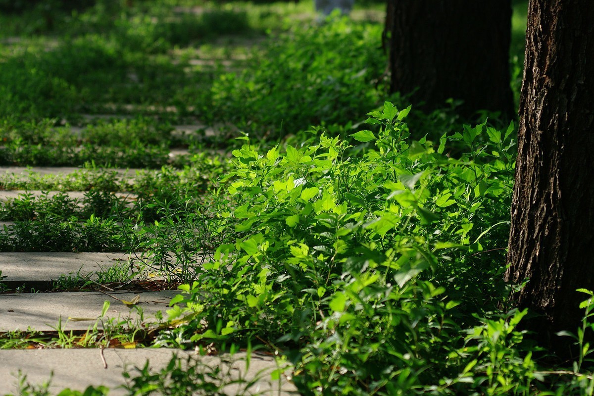 绿——让疲倦的心灵得到安宁与休息