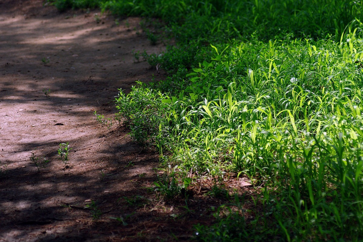 绿——让疲倦的心灵得到安宁与休息