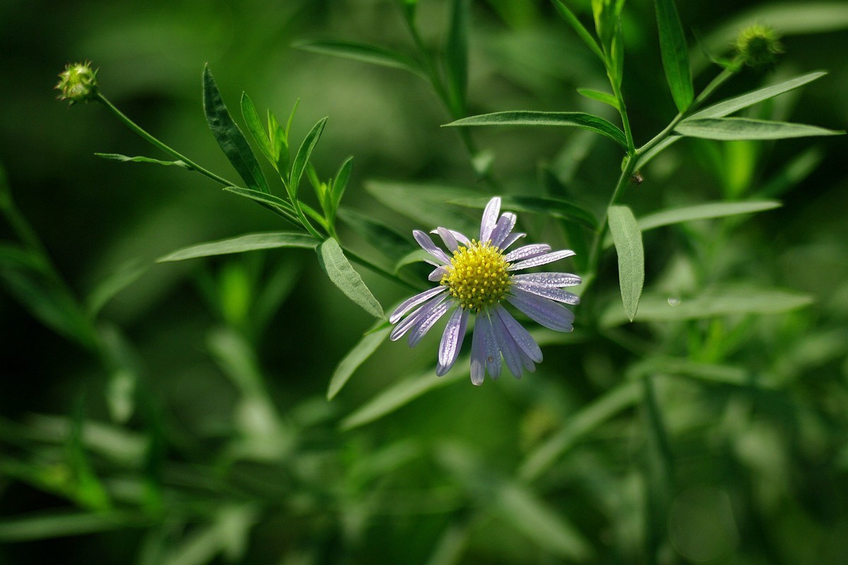 绿——让疲倦的心灵得到安宁与休息