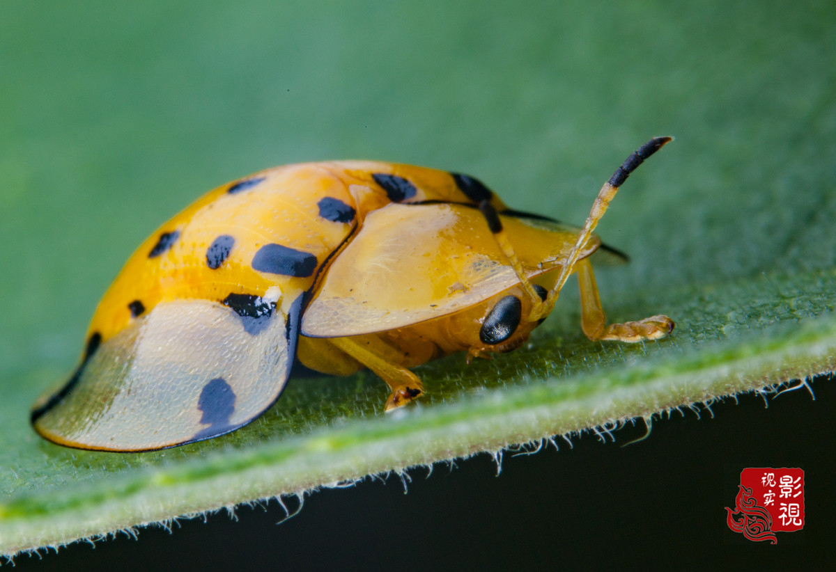 大黑星龟金花虫