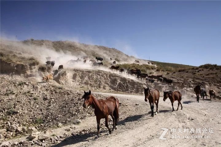 十一，金秋喀拉峻，你绝不能错过--气势恢弘的牧民秋冬转场