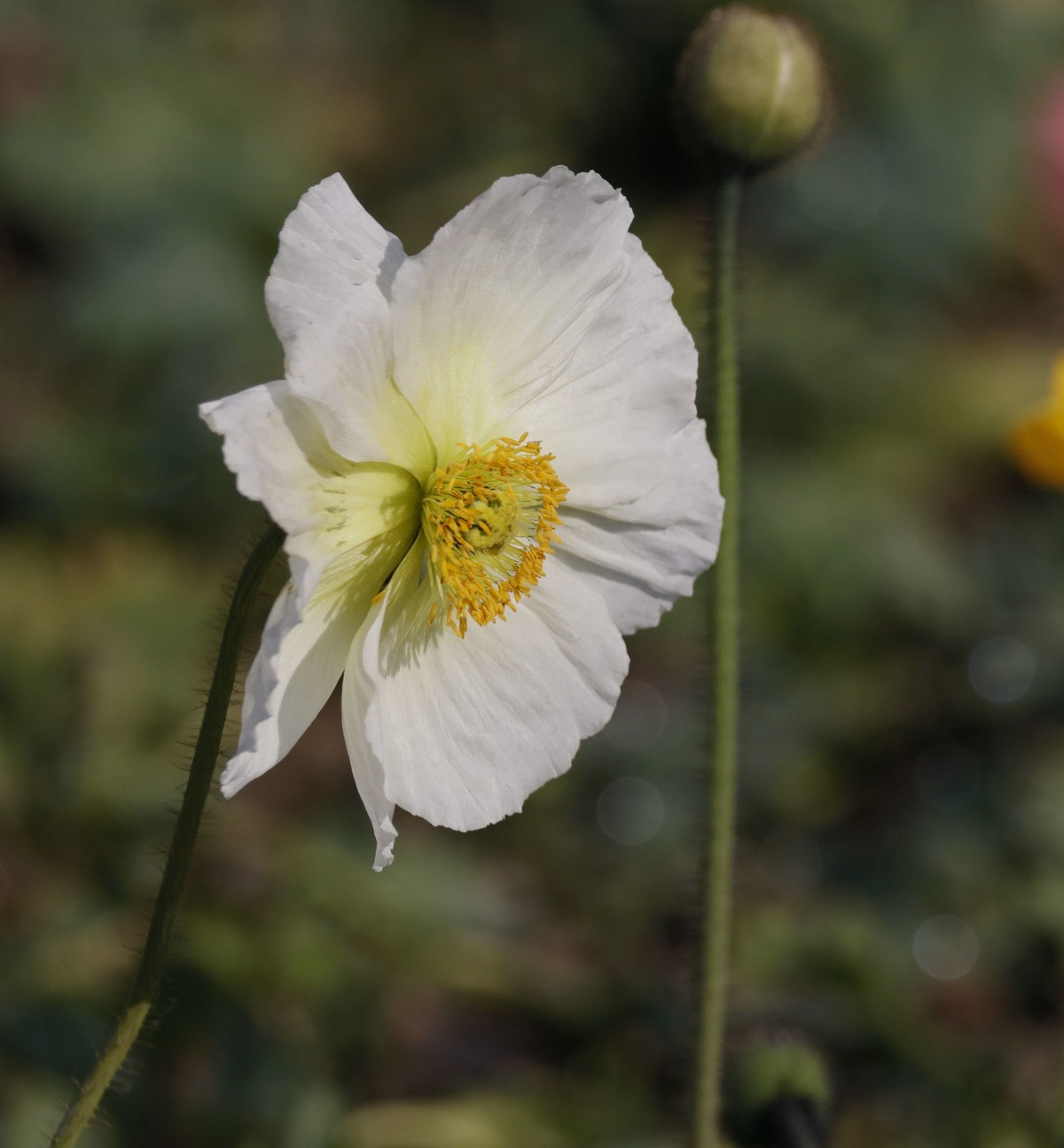 昨日入手5DsR试机