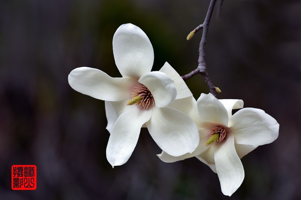 70-200mmf/2.8g老山休闲公园玉兰花