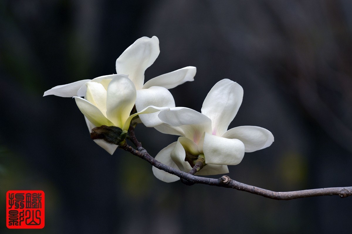 70-200mmf/2.8g老山休闲公园玉兰花
