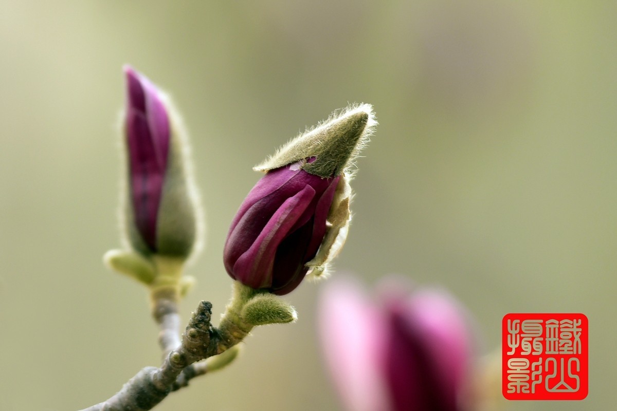 70-200mmf/2.8g老山休闲公园玉兰花