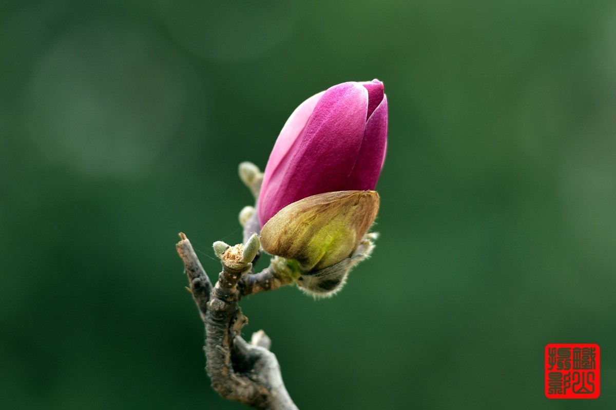 70-200mmf/2.8g老山休闲公园玉兰花