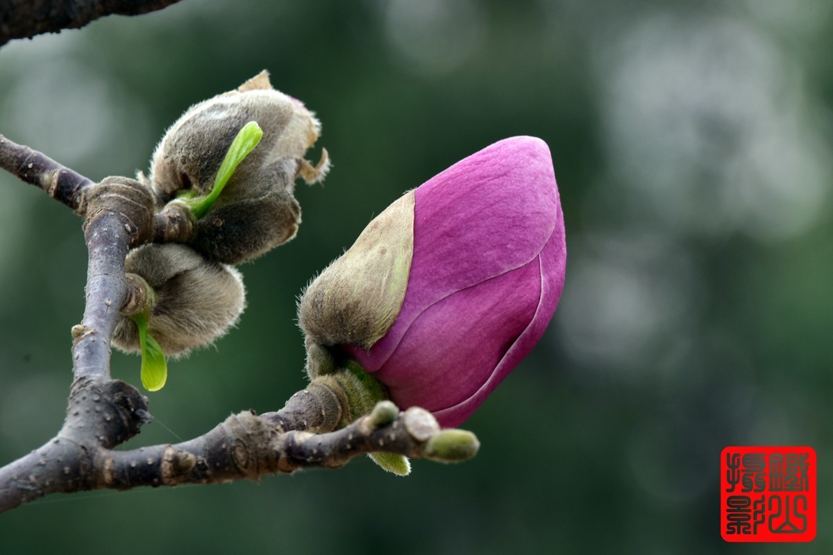 70-200mmf/2.8g老山休闲公园玉兰花