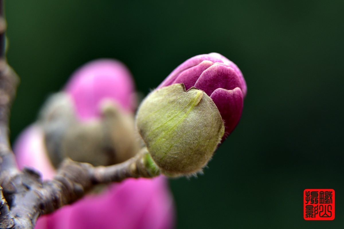 70-200mmf/2.8g老山休闲公园玉兰花