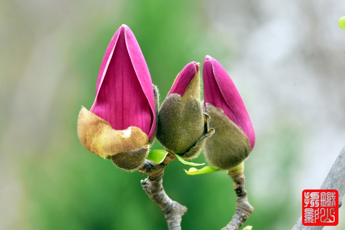 70-200mmf/2.8g老山休闲公园玉兰花