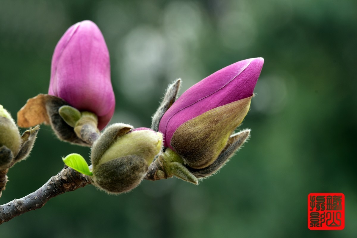 70-200mmf/2.8g老山休闲公园玉兰花