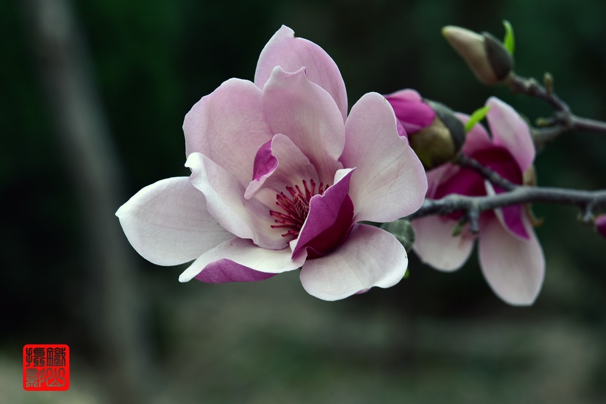 70-200mmf/2.8g老山休闲公园玉兰花