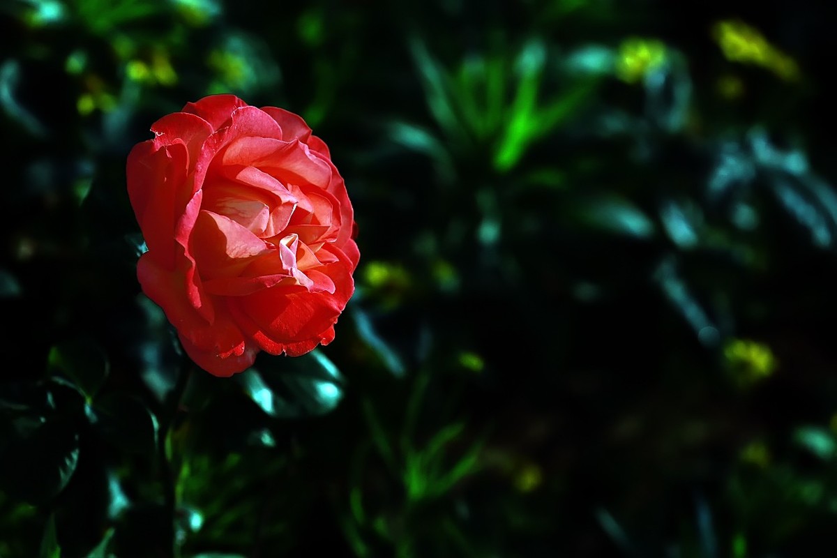 花开国博园(郑州)4……