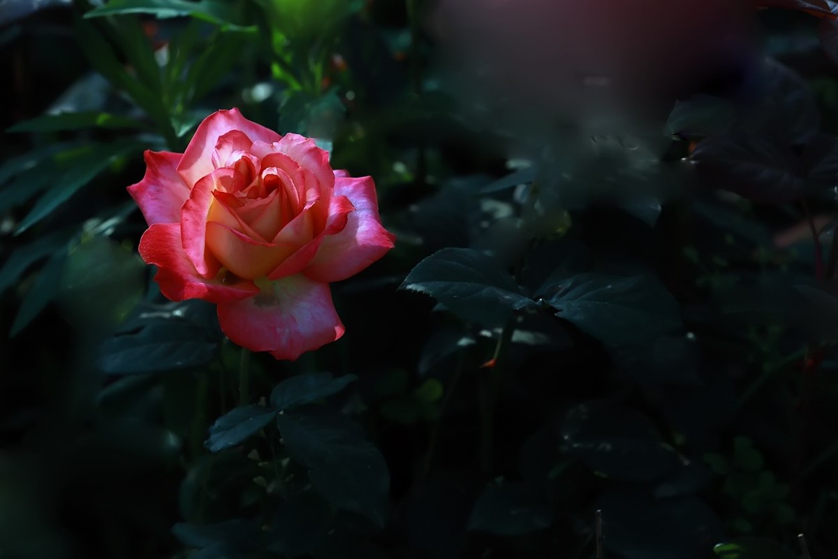 花开国博园(郑州)4……