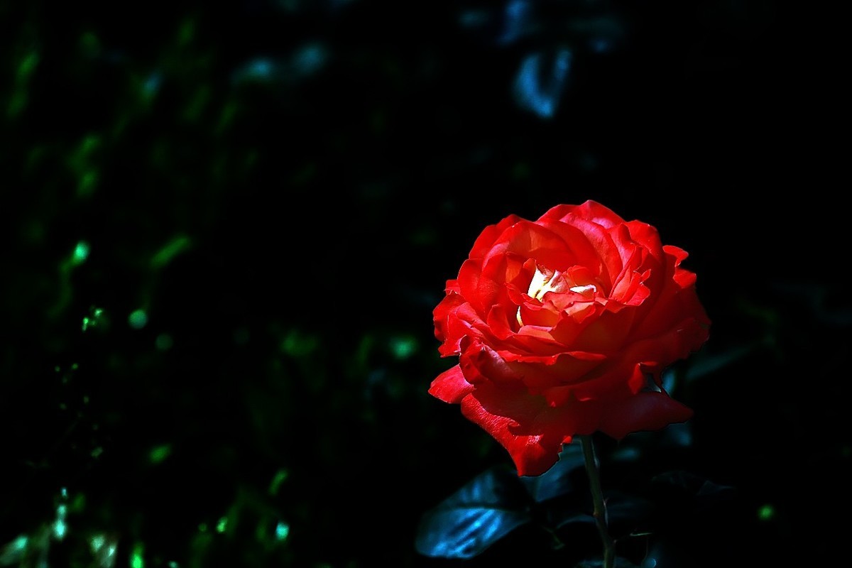 花开国博园(郑州)4……