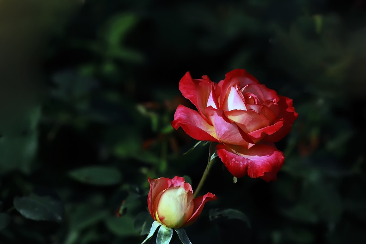 花开国博园(郑州)4……